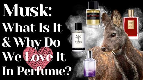 musk definition perfume|do perfumes use real musk.